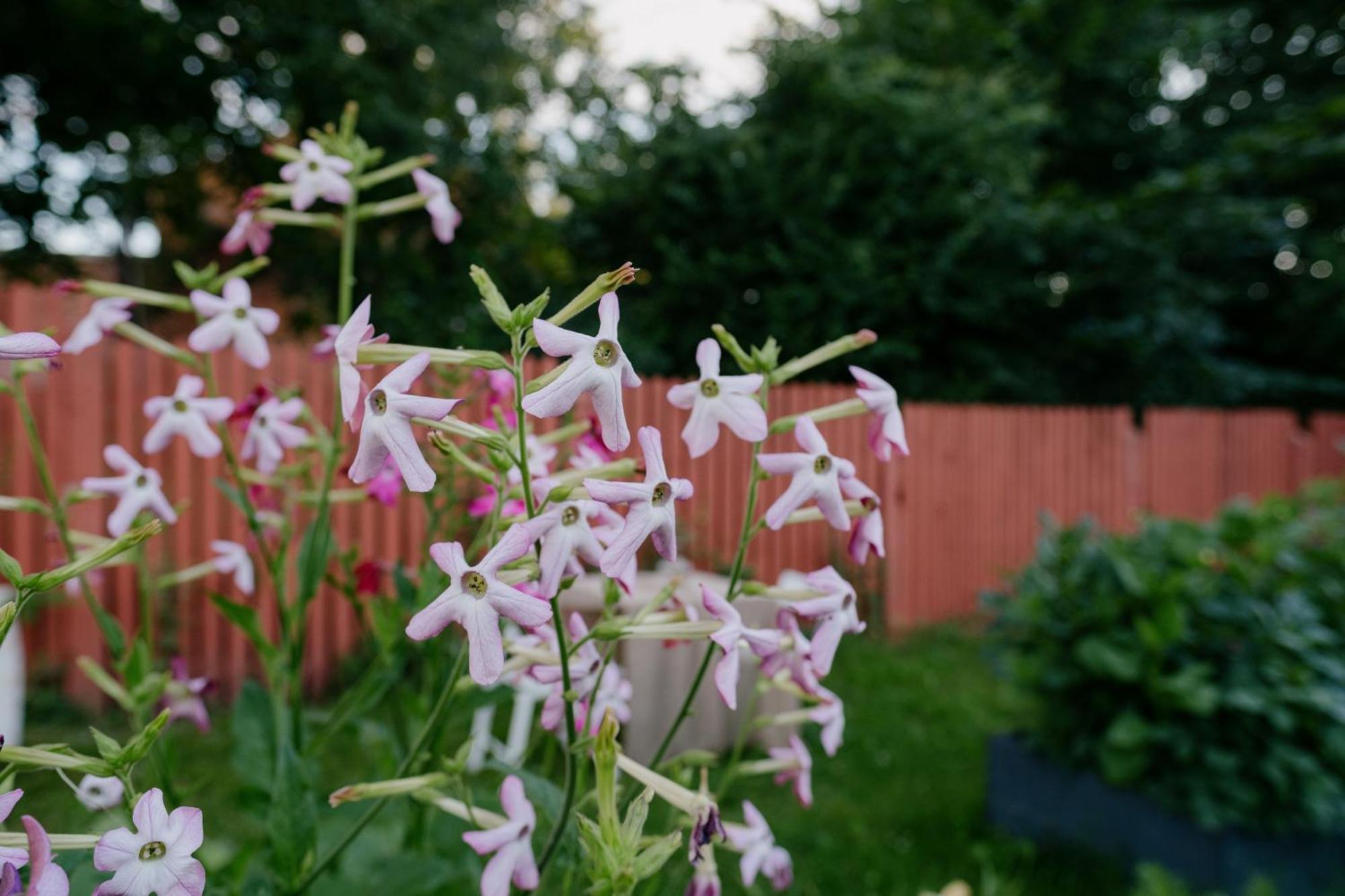 Apartmán Buntes Nams Limbazi Exteriér fotografie